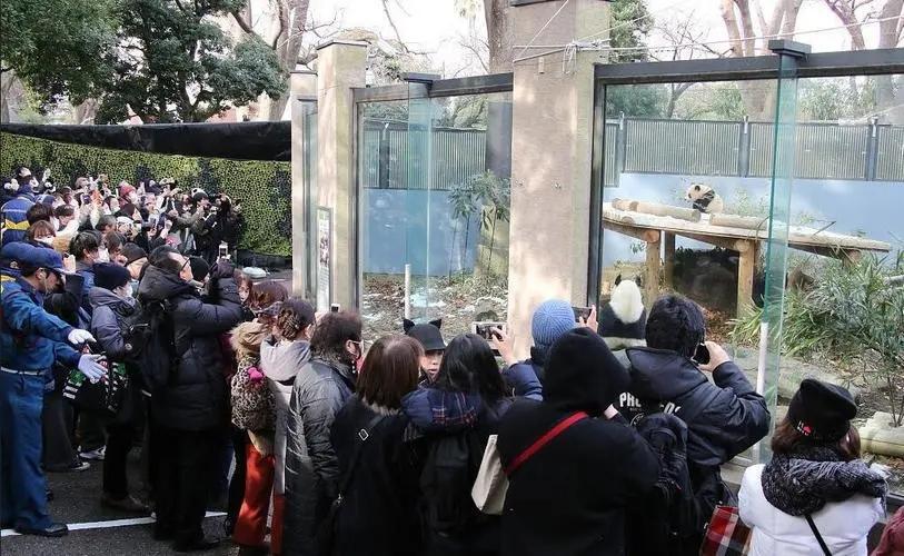 丫丫回國最新動態(tài)，大熊貓的歸國之旅與民族情感的交融，大熊貓丫丫歸國之旅，民族情感的交融與最新動態(tài)